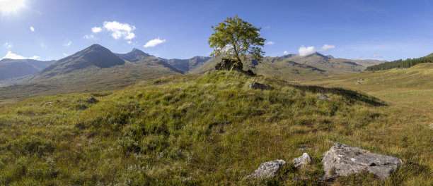 donan