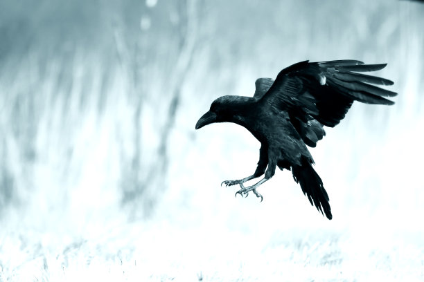 raven