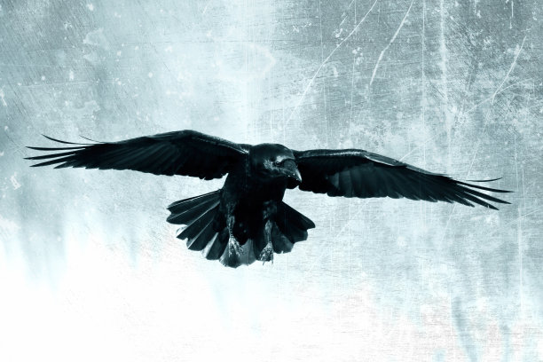 raven