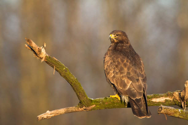 buzzard