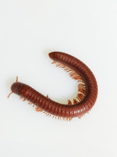 entomology
