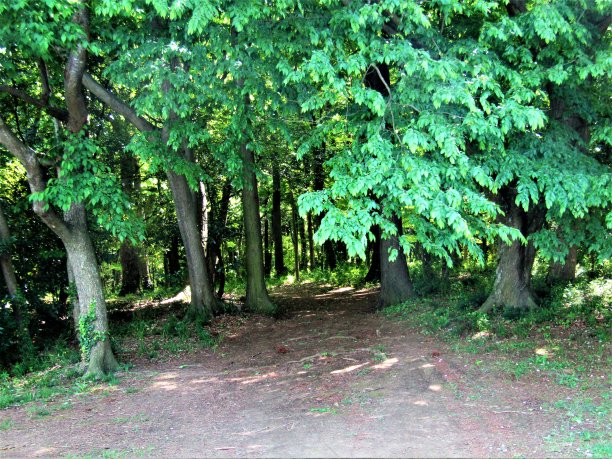 clearing