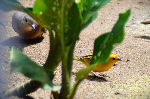 canary