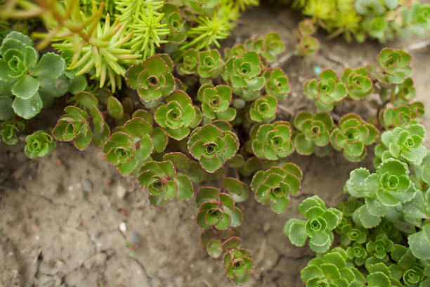 sedum
