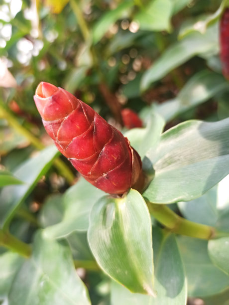costus