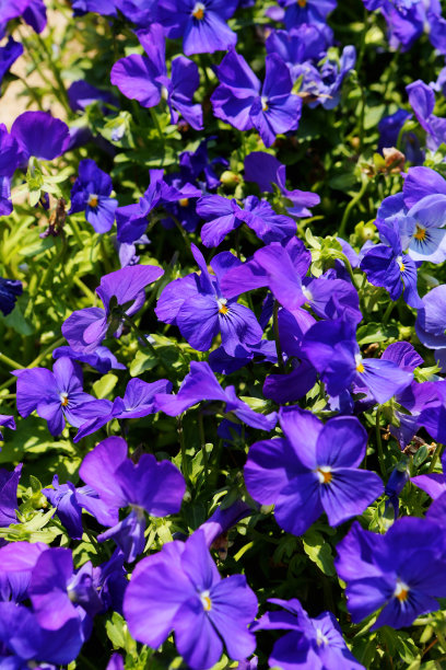 wildflower