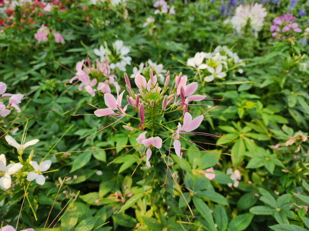 cleome