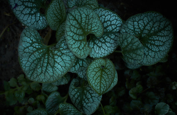 brunnera