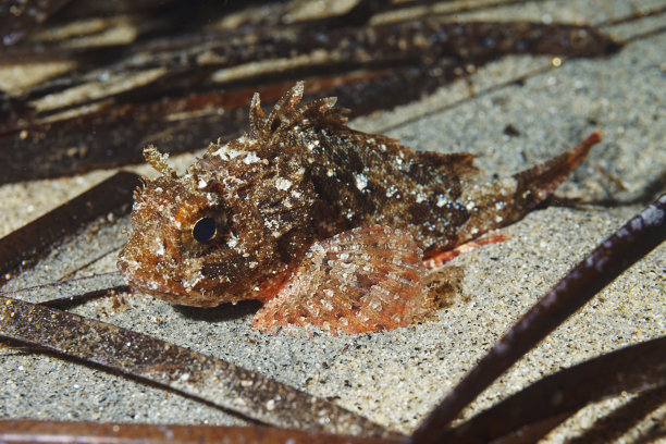 pterois