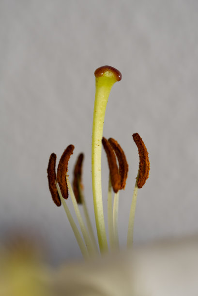 stamens