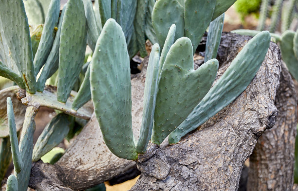 saguaro