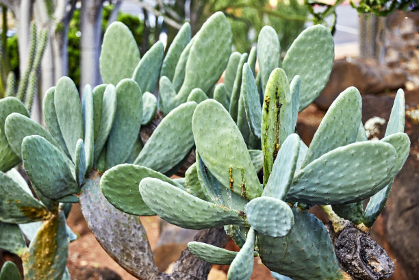 saguaro