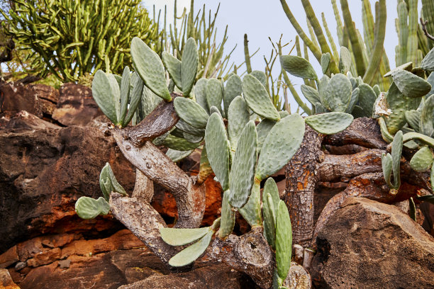 cholla