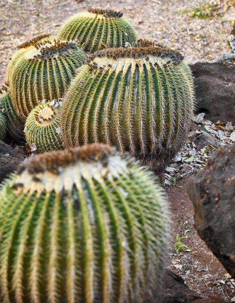 cholla