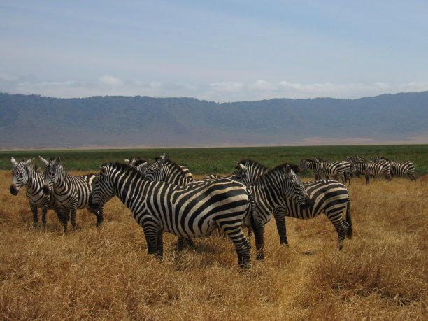 ngorongoro
