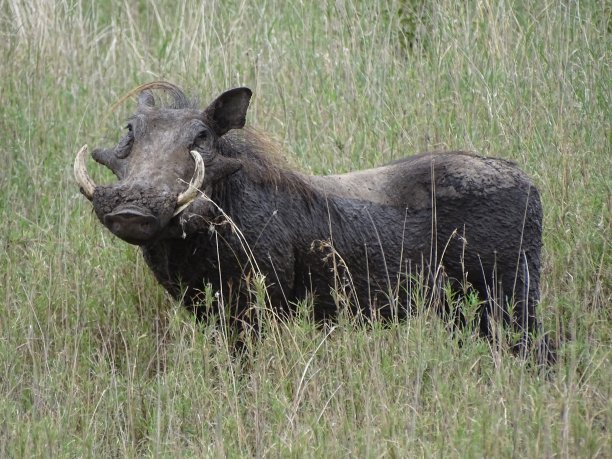 phacochoerus