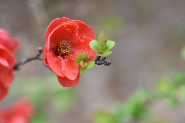 chaenomeles