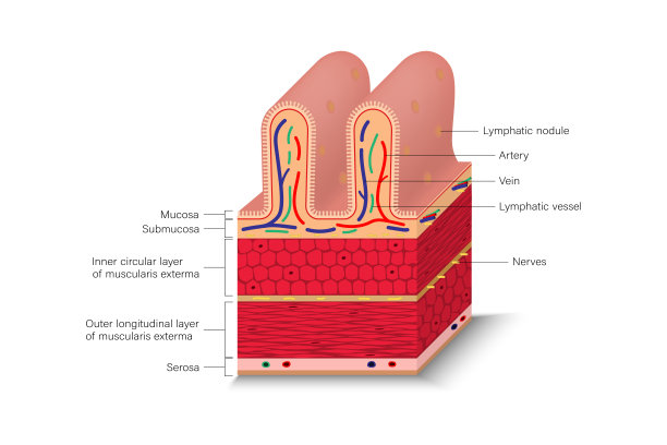 肠系膜