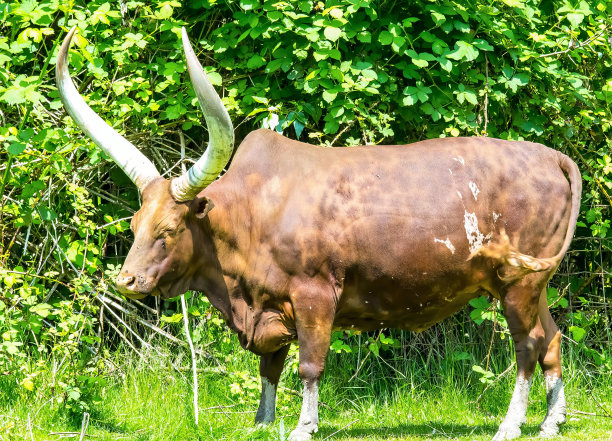 horned