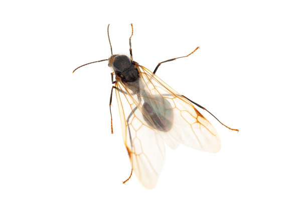 entomology