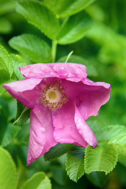 rugosa