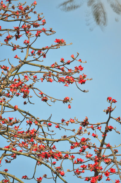 budding
