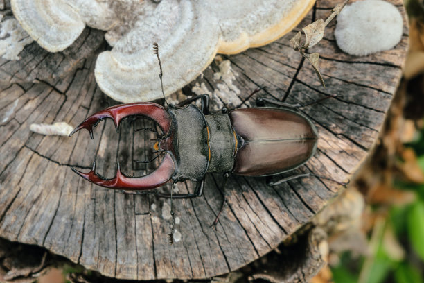 lucanus