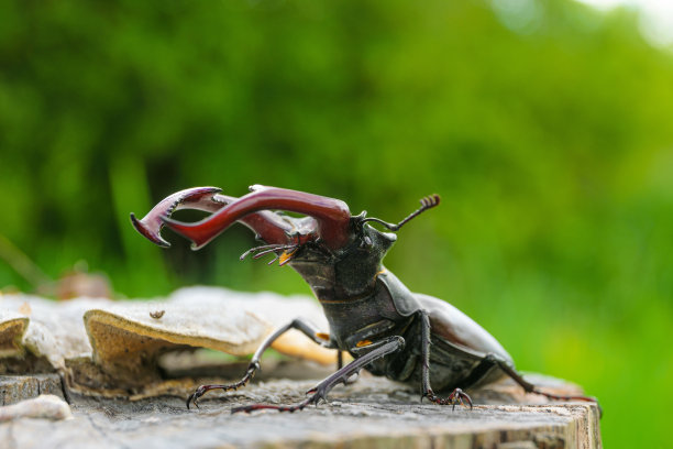 lucanus