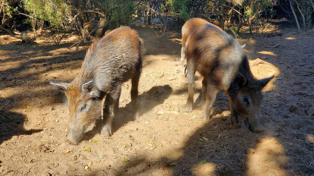 山林野猪养殖