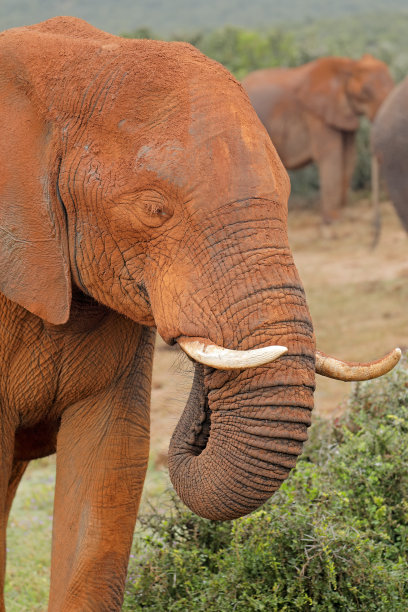 pachyderm