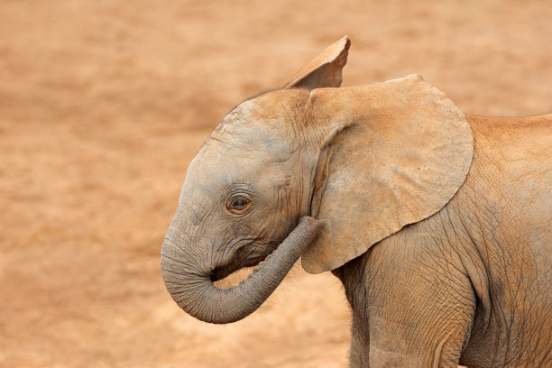 pachyderm