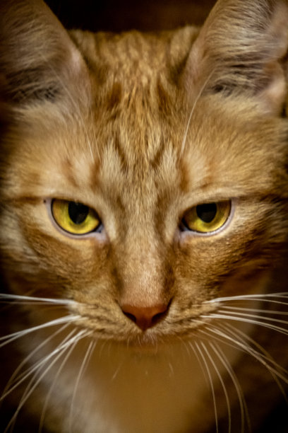 stare