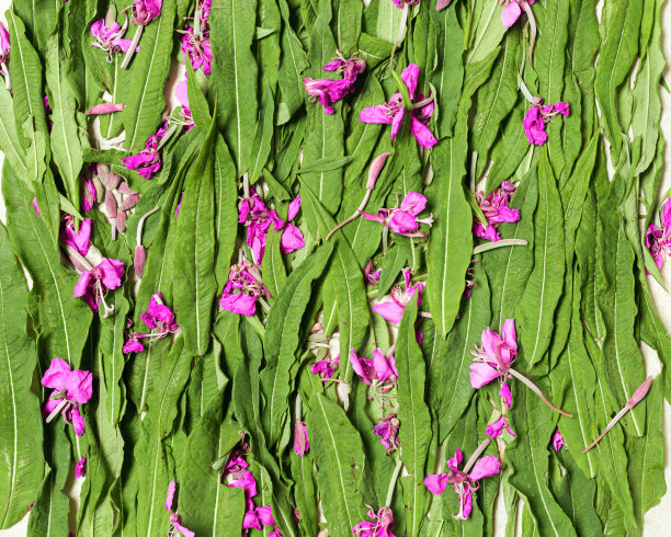 epilobium
