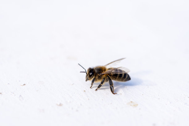 beekeeper