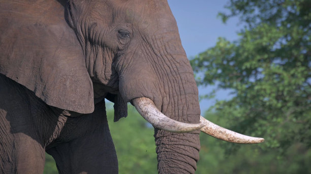 pachyderm