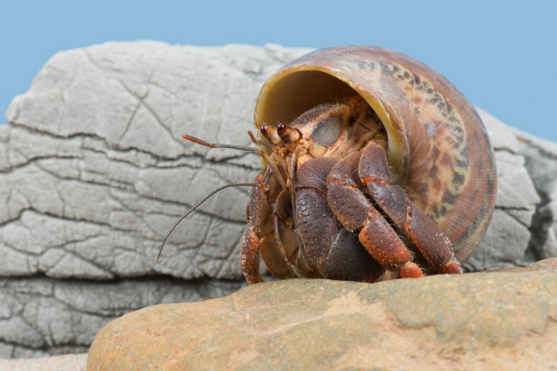 crustacean