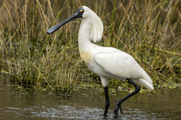 spoonbill