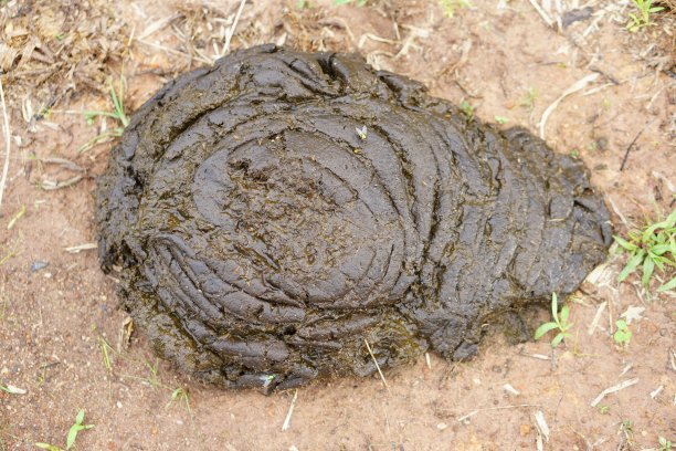 poo