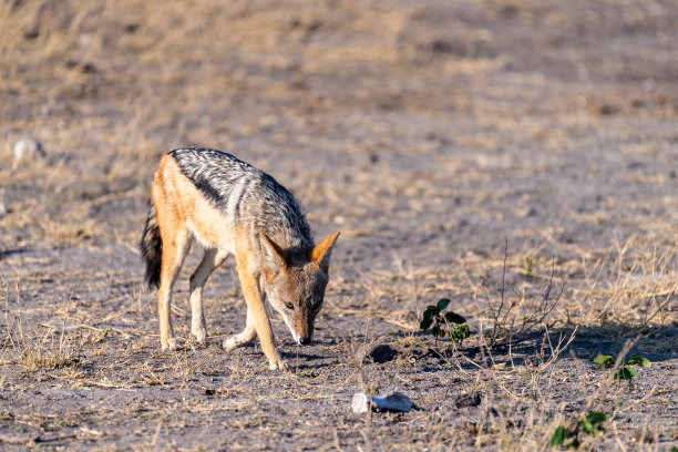 jackal