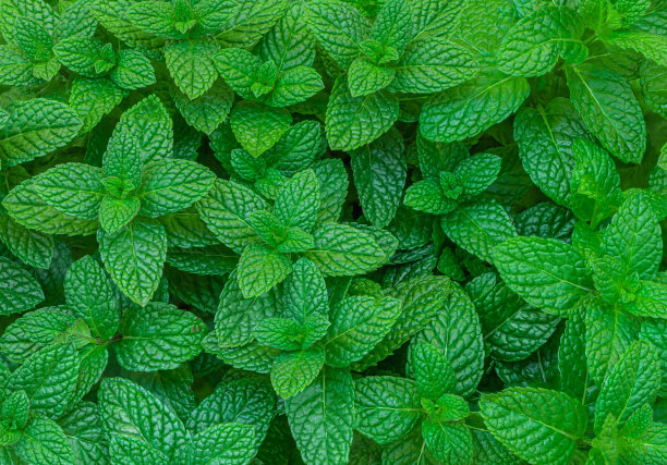 spearmint
