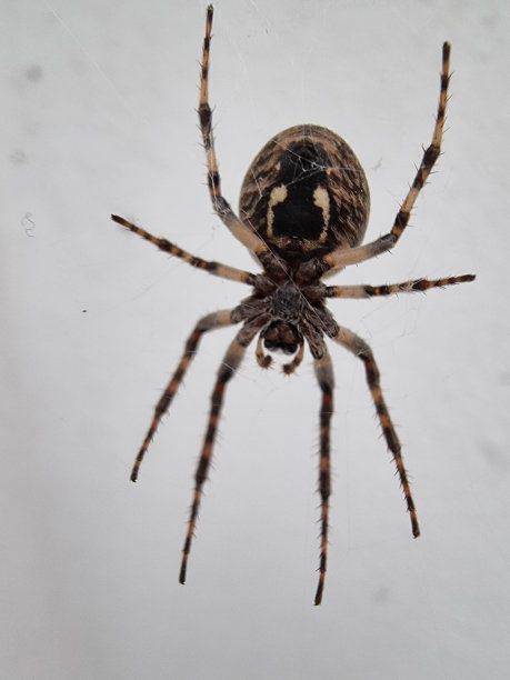 arachnid