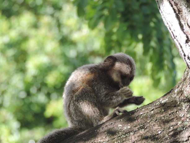 saguinus