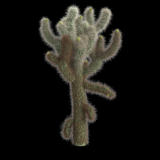 cholla