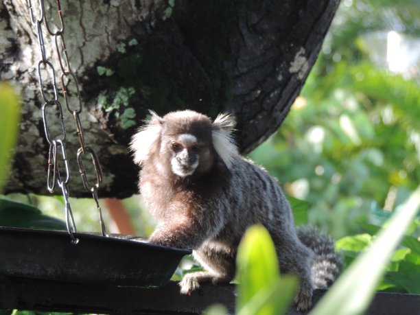 saguinus