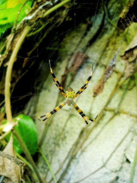 argiope