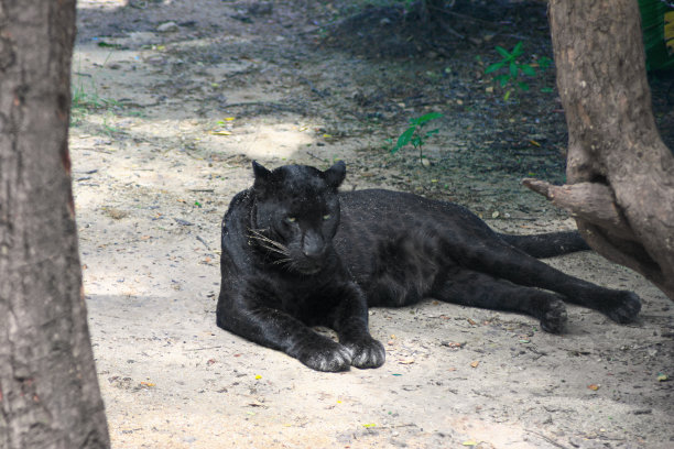 panthera