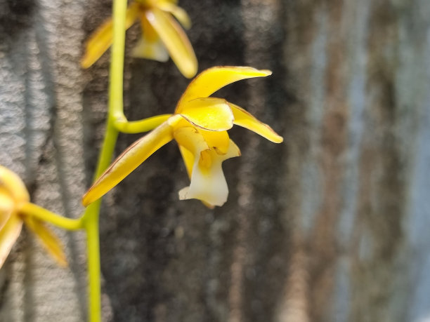 cymbidium
