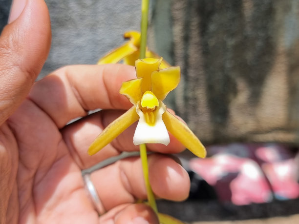 cymbidium
