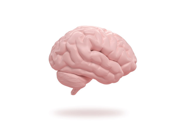 cerebrum