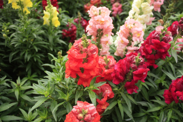 snapdragon